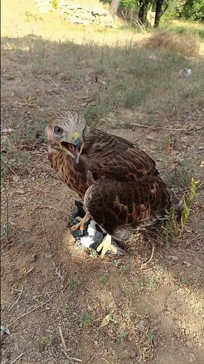 Trained Hawk Responds Instantly to Call and Hunts a Crow in Seconds | Precision Falconry🦅#birds