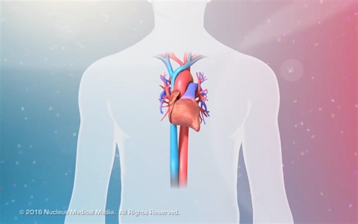 【中英字幕】04 Overview of Cell Transport 细胞转运概述