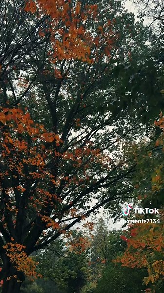 Fall vibes: beauty all around in autumn leaves