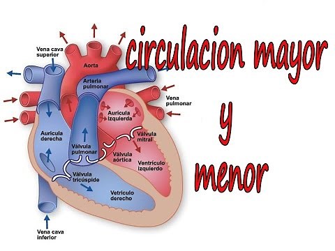 Circulacion menor y mayor