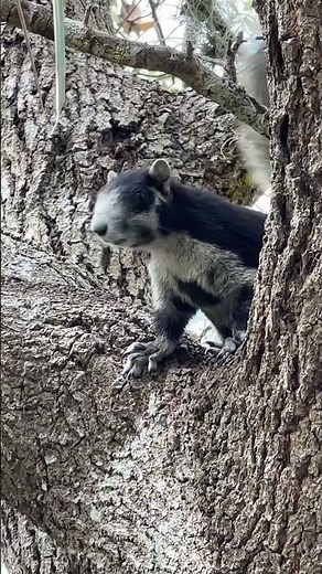 Rare Big Cypress Fox Squirrel #everglades #florida #hiking #nature #squirrel #foxsquirrel #protected