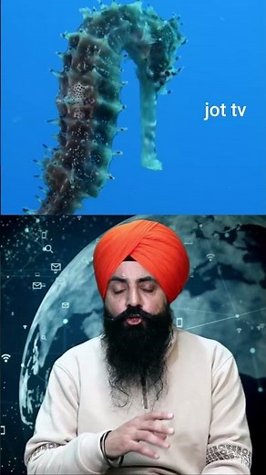 How much food does a whale fish eat daily?