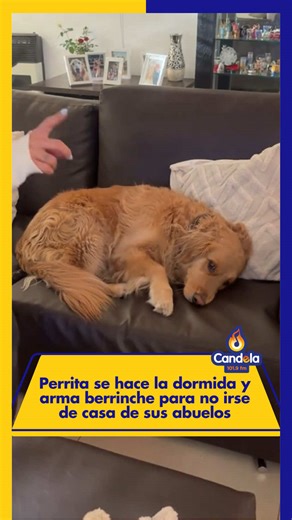 Una perrita golden se volvió viral en redes luego de que su dueña la grabara haciendo un tremendo berrinche porque no quería irse de la casa de sus abuelos. En el video se ve cómo la perrita se arrastra por el piso y hasta se hace la dormida para evitar moverse. 😅🐾 Al parecer, cuando uno está donde los abuelos… nadie se quiere ir. ¿Cierto? 🥹 #candelaestereo #emotivo #perrita #tierno