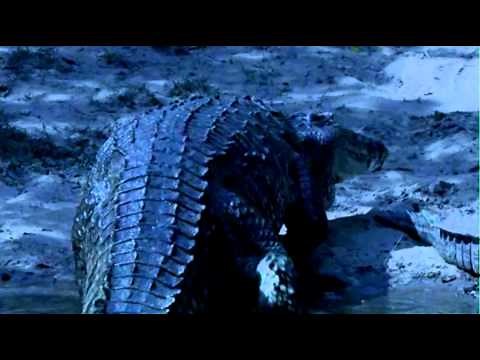 Massive Nile Crocodile Walking From Nile River To Land HD-720p