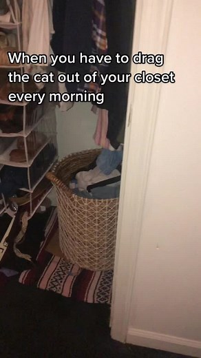 I know I’m not the only one #cat #kitten #vettech #OscarsAtHome #catsoftiktok