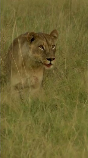 A Lioness with Hungry Cubs Stalks a Herd of Buffalo #naturedocumentary #lions