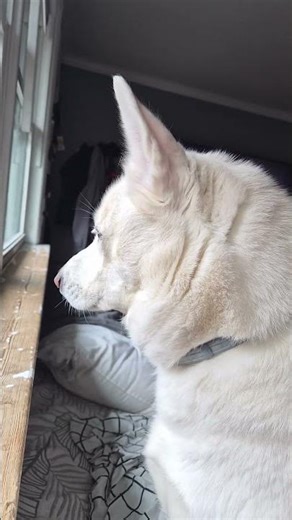 husky grumpy morning