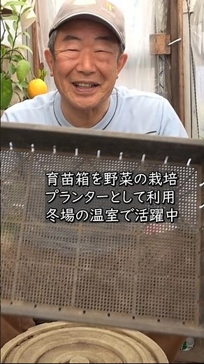 【家庭菜園】育苗箱栽培 冬場の温室で活躍 おまかせ菜園フクダ流
