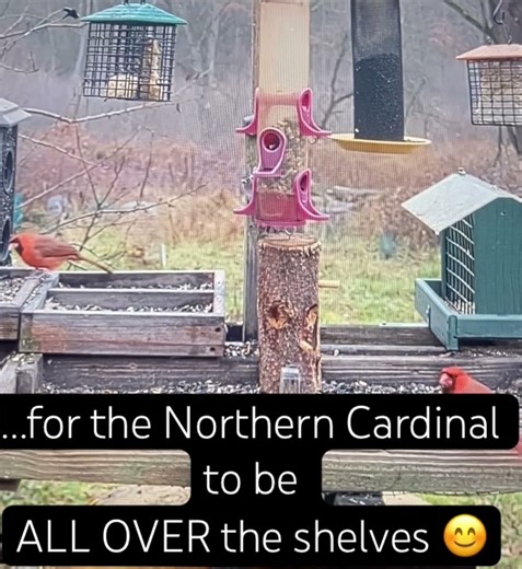 Cardinals-on-everything-season! #birds #funny #cardinals #holiday #christmas #shopping #gift