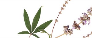 Chaste tree (Vitex agnus-castus), notes on a woman's herb in a warming climate