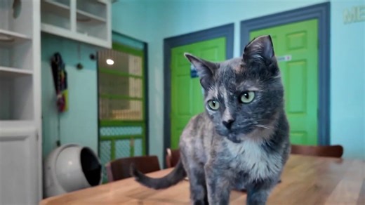 El Gato Coffeehouse, Houston’s first cat café, prepares to celebrate 1,000 adoptions🐱