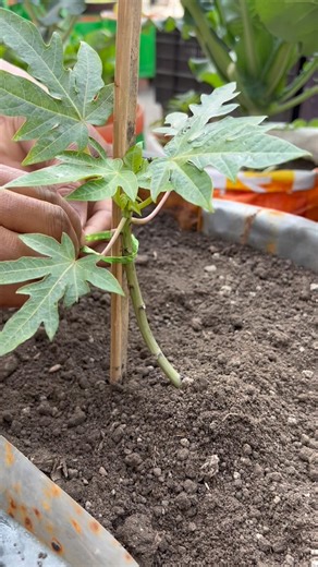 Papaya plants grow tips using unique technique of vermicompost soil #papayaplant #gardening #shorts