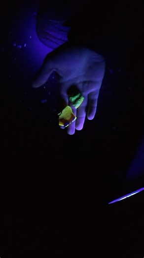 Hunting baltic amber at night with uv lights:). Amber is fluorescent and shines bright yellow color under uv #balticamber #lapidary #amberhunting #fossilhunter #nature #fossil #balticgold #gemcutting #geology #paleontology #lithuania #bursztyn #bersntein | Amberscape