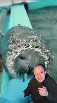Por que as focas são os animais mais engraçados do mundo?