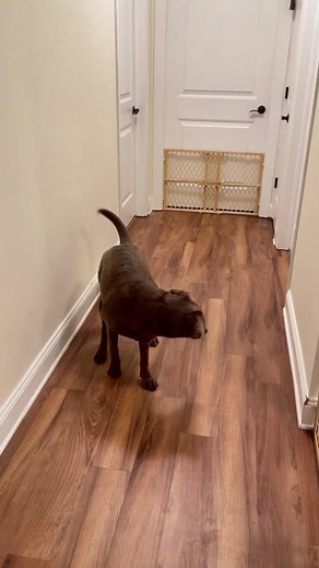 Ferret Playing with Dog | Cute Interaction