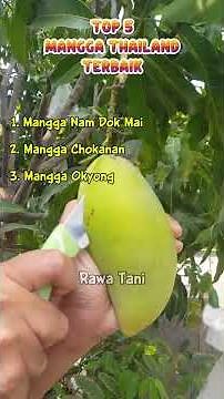5 Best Thai Mango Varieties Suitable for Planting in Indonesia!. #shorts #agriculture #funfacts