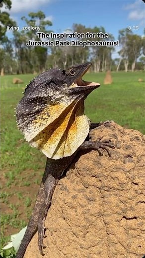 This Lizard Inspired the Jurassic Park Dilophosaurus! 😱🦖