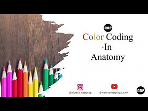 Color to use in Anatomy diagrams #MBBS #anatomy #university #exams #examinationtips #medicine