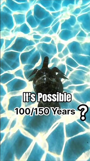 Why do turtles live so long?