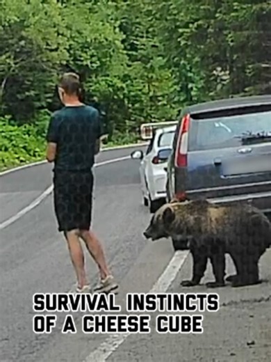 What happens when you don't pay attention #bears #animalencounters #wildanimals #manvsbear #failarmy