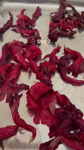 Hibiscus Flower Drying/Preservation Tips #hibiscus