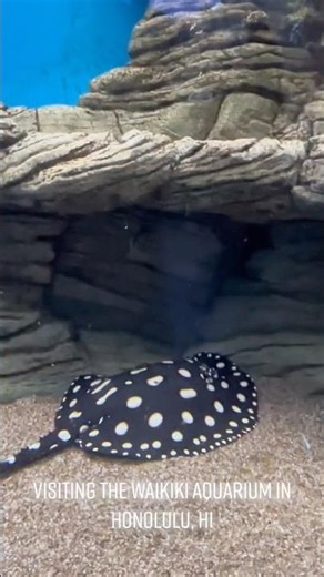 When We Visited the Waikiki Aquarium in Honolulu #hawaii