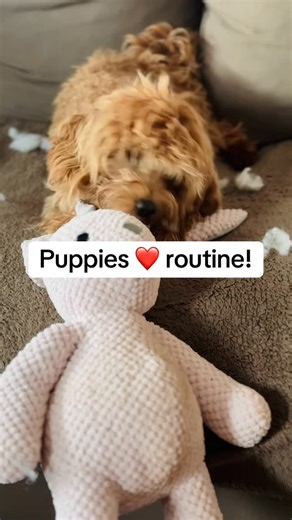 Sara | Puppy & Dog Training on Instagram: "My puppy will NOT nap 😵‍💫” Sound familiar? Your puppy isn’t broken. You’re not doing it wrong. They’re probably just overtired (yep… like toddlers). Common signs I see every day ⬇️ 🐾 Zoomies at bedtime 🐾 Biting EVERYTHING 🐾 Crying but refusing to settle 🐾 Fighting naps like it’s their full-time job Most puppies don’t know how to switch off on their own. Sleep is a skill — and it needs teaching. ✨ The good news? A few small changes to: • nap timing