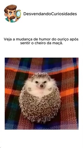 Esse ouriço estava bravo até provar a maçã — a reação é hilária 🦔🍎 #curiosidades #shorts #humor