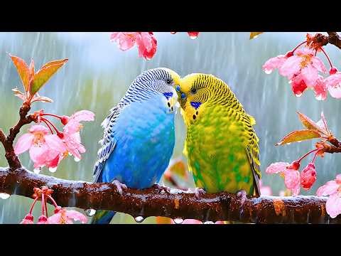 Birdsong Ambience 🌿 Morning Birds Singing at Sunrise for Gentle Relaxation & Stress Relief