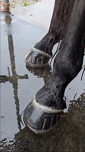 Dealing with excessive rain or snow? Our glue-on EasyShoes are fit for the job. 🌧️ The Versa Grip Octo applied with Super Glue has been on this horse for 4 weeks in wet conditions and still has plenty of life left. Great application by John Stevens | EasyCare Inc. Protective Hoofwear