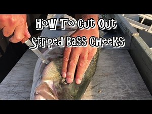 How to Cut Out Striped Bass Cheeks.