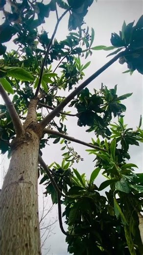 Most Beautiful Pashto Wedding Moment 💍 | Bride Entry #PashtoWedding