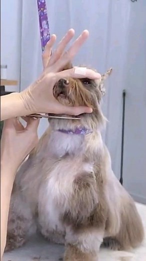 How to scissor a schnauzer FACE (shaping the face tutorial)