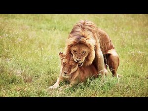 Lions On Honeymoon: The Deadliest Mating Ritual 👌🦁