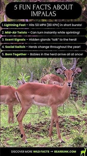 5 Fun Facts About Impalas | 50 MPH (80 KPH) Sprinter