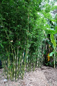 Bambusa multiplex 'Goldstripe' - Bamboo Plus
