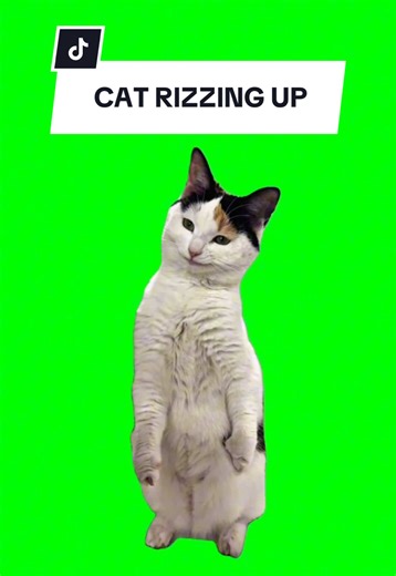 CAT RIZZING UP: The Ultimate Cat Meme Compilation