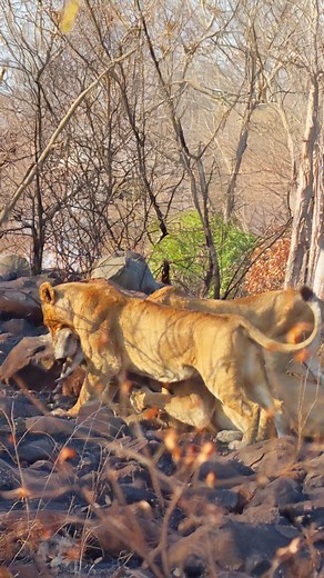 Latest Sightings - Kruger | Screaming Warthog Gets Eaten Alive😢 Earlier this week on the S1, this unlucky warthog was caught by a pride of lions. Unfortunately for the... | Instagram