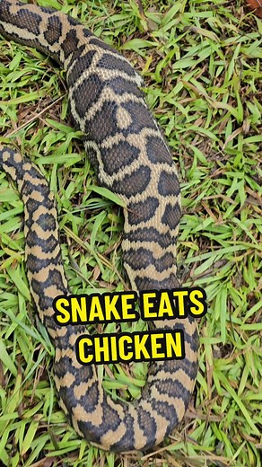 Snake Eating Chicken: Coastal Carpet Python Feeding Habits Revealed