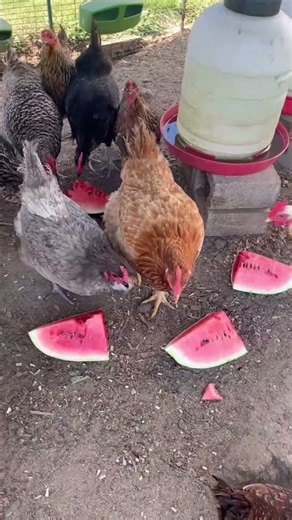 What are Some Good Table Scraps I can Feed to My Chickens? | Raise Your Own Chickens