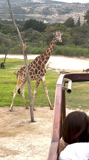 Explora Panorama Safari: Una Experiencia Única en África