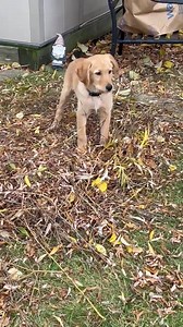 If you are looking for a landscaping assistant then Benny is your guy! Learn more about Benny here: https://animalguardian.org/how-to-help/adopting-a-rescue/adoptable-pets/ | The Animal Guardian Society (TAGS)
