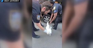 NYPD officer adopts dog rescued from hot car