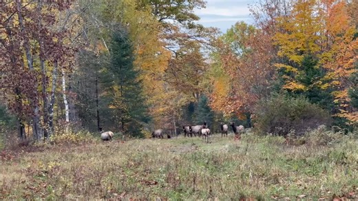 Peaceful herd this morning in Clam Lake. By Wildcountry. | Wisconsin Rocky Mountain Elk Foundation