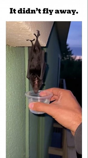 The bat came back...