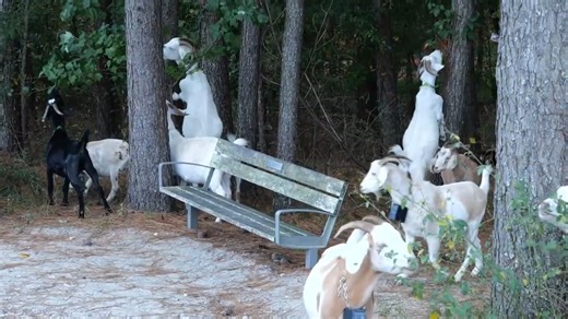 2.3K views · 78 reactions | Managing invasive plant species in the...