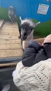 146K views · 4K reactions | we went to the farm and there is loads to do #farm #family #dayout | Right Guys Reviews | Facebook