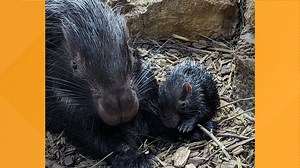 Niabi celebrates the birth of their first African Cape Porcupine!