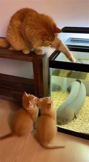 The big orange cat stopped the little orange cat’s playful attack #cats #pets #funny
