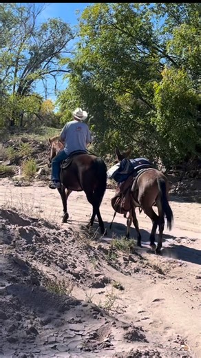 #DonkeyTraining #MuleTraining #Mule #Horse #Cowboy | The Farm on Route 66